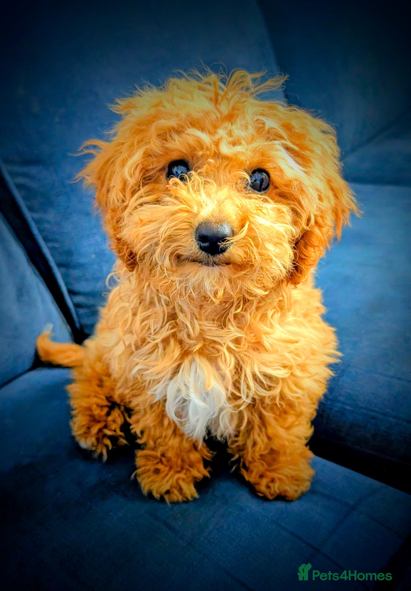 Poochon dogs Poochon Pup for Sale  - Advert 6
