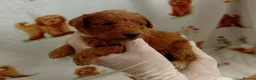 Mixed Breed dogs for sale: TOY POODLES in Wembley - Advert 1