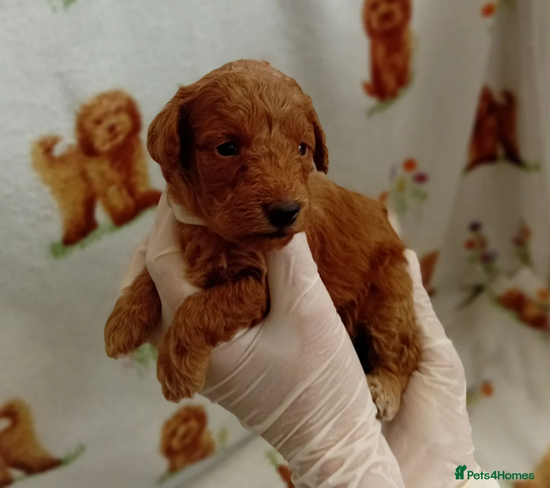 Mixed Breed dogs for sale: TOY POODLES in Wembley - Advert 1