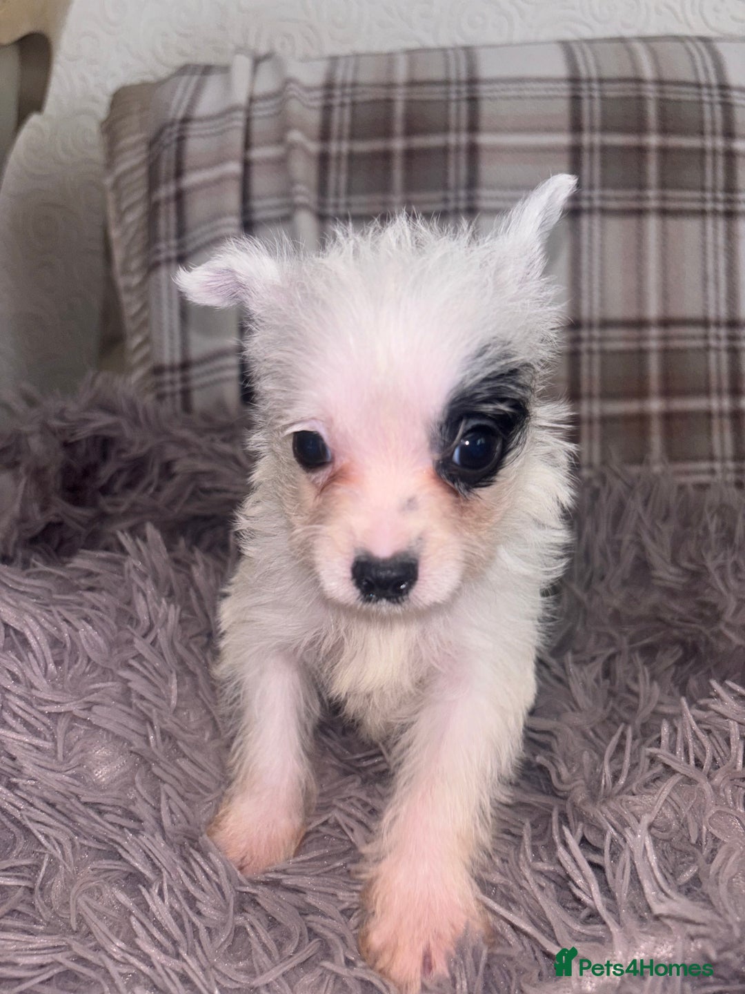 Mixed Breed dogs for sale: Jack Russell cross Yorkshire terrier puppies  - Image 3