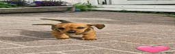 Miniature Dachshund dogs for sale: Beautiful Miniature Dachshund pups - Advert 4
