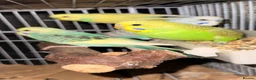 Budgerigars birds for sale: Mixed Budgies 6-12months male and frmale - Advert 11