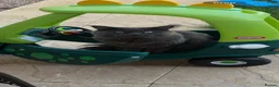Maine Coon cats for sale: Russian Blue Maine coon  in Kenilworth - Advert 5
