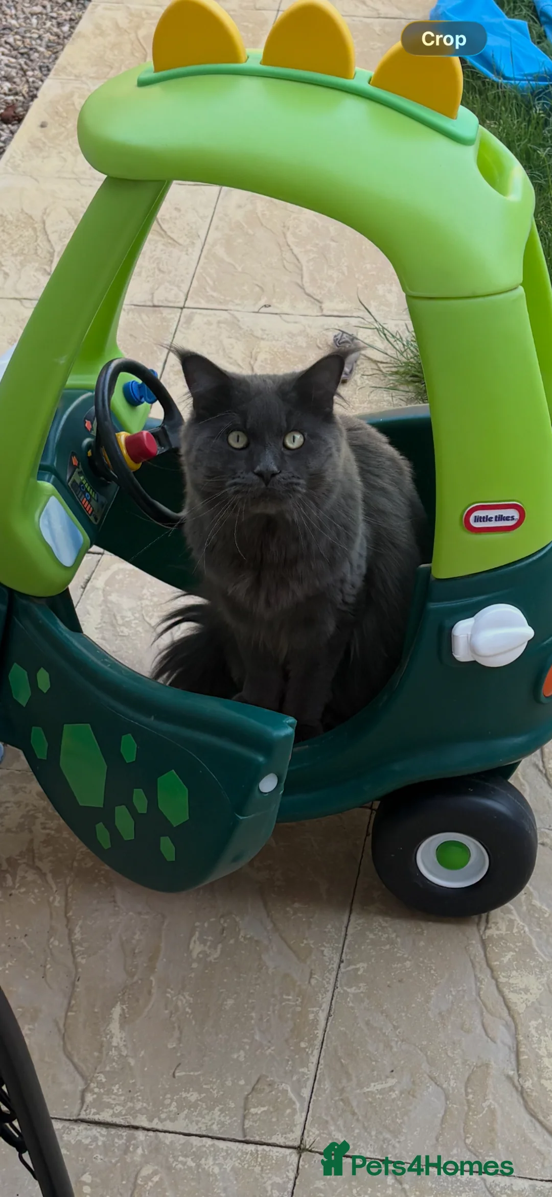 Maine Coon cats for sale: Russian Blue Maine coon  in Kenilworth - Advert 5
