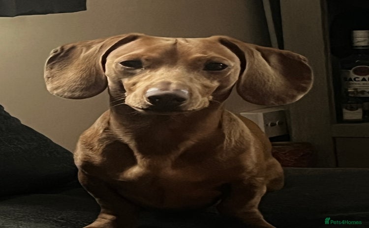 Miniature Dachshund dogs - Advert 1