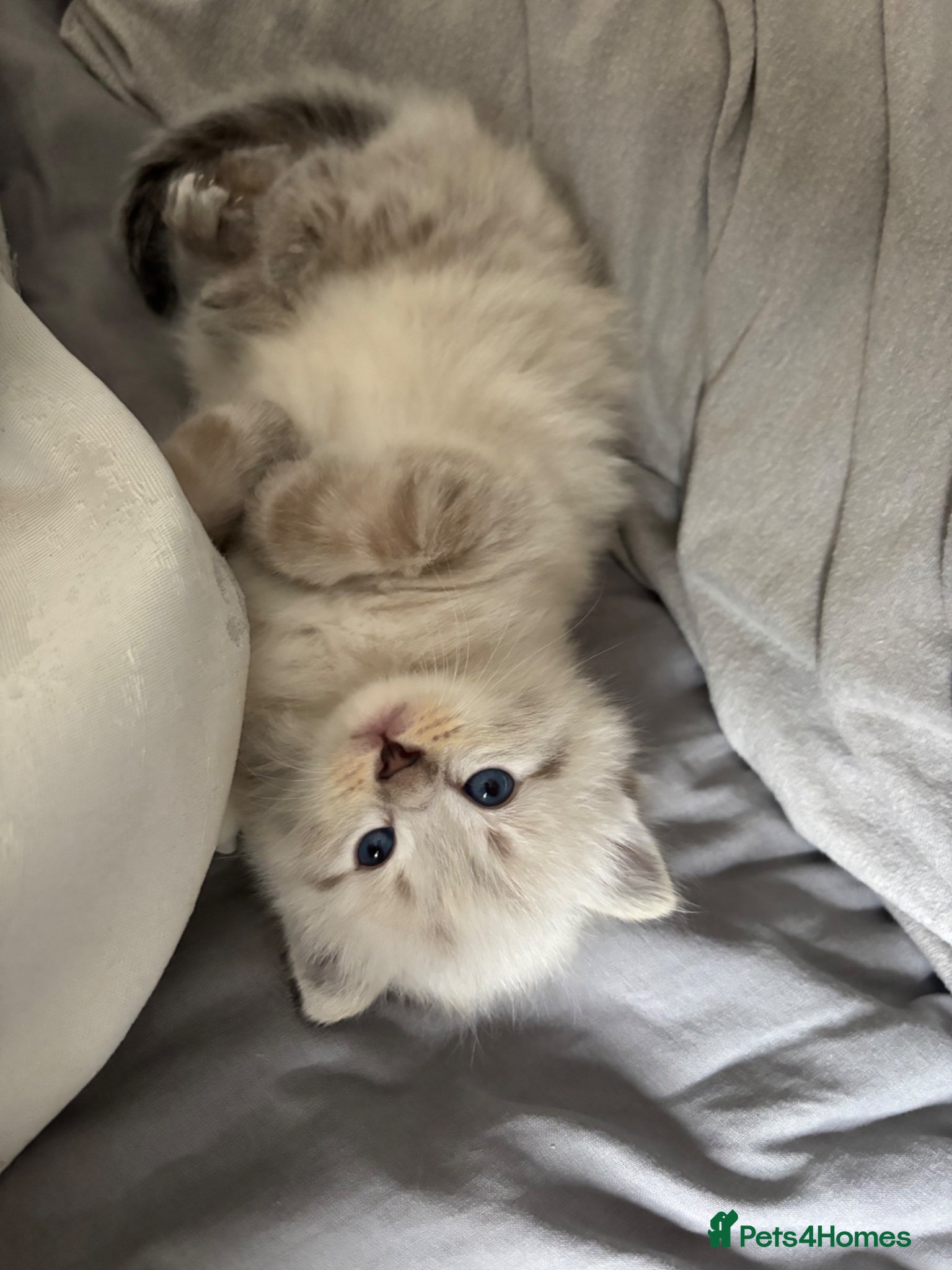 Mixed Breed cats Ragdoll x Siberian Neva Masquerade Kittens - Advert 10