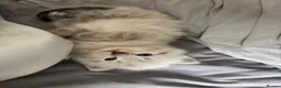 Mixed Breed cats for sale: Ragdoll Siberian Neva Masquerade Kittens - Advert 32