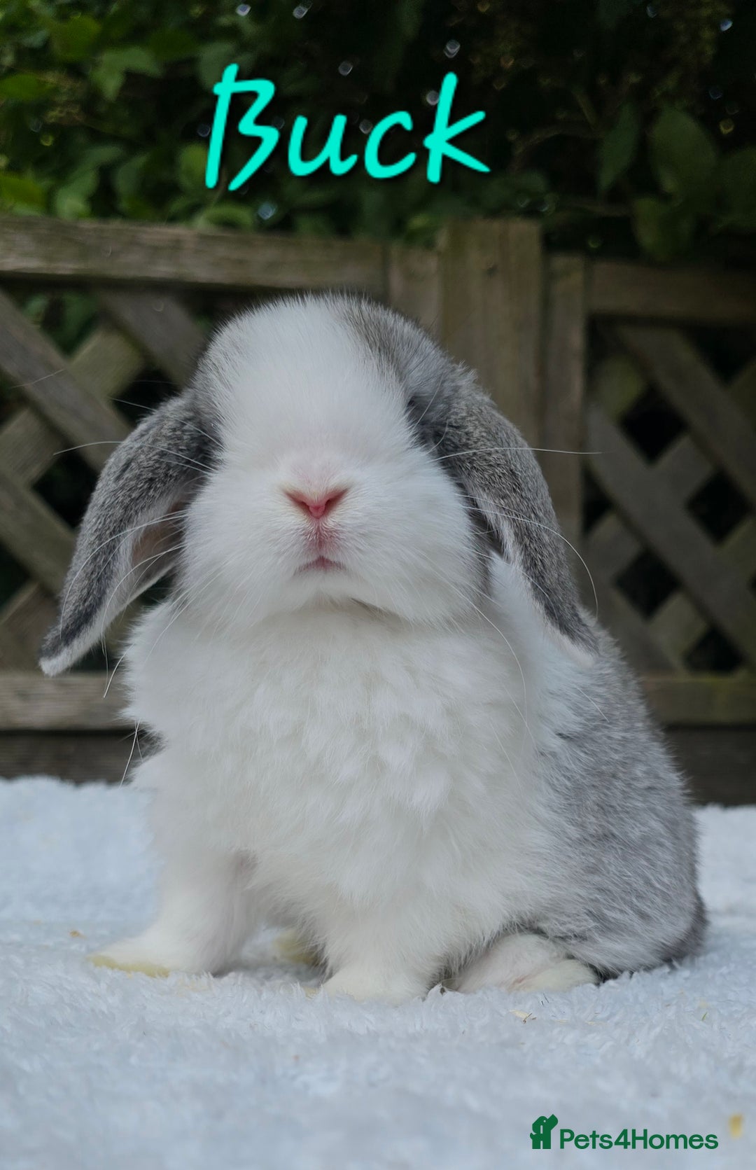 Mini Lop rabbits for sale: Beautiful mini lops boys and girls - Image 10