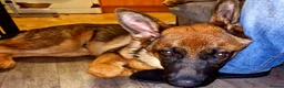 German Shepherd dogs for sale: German shepherd for sale - Advert 2
