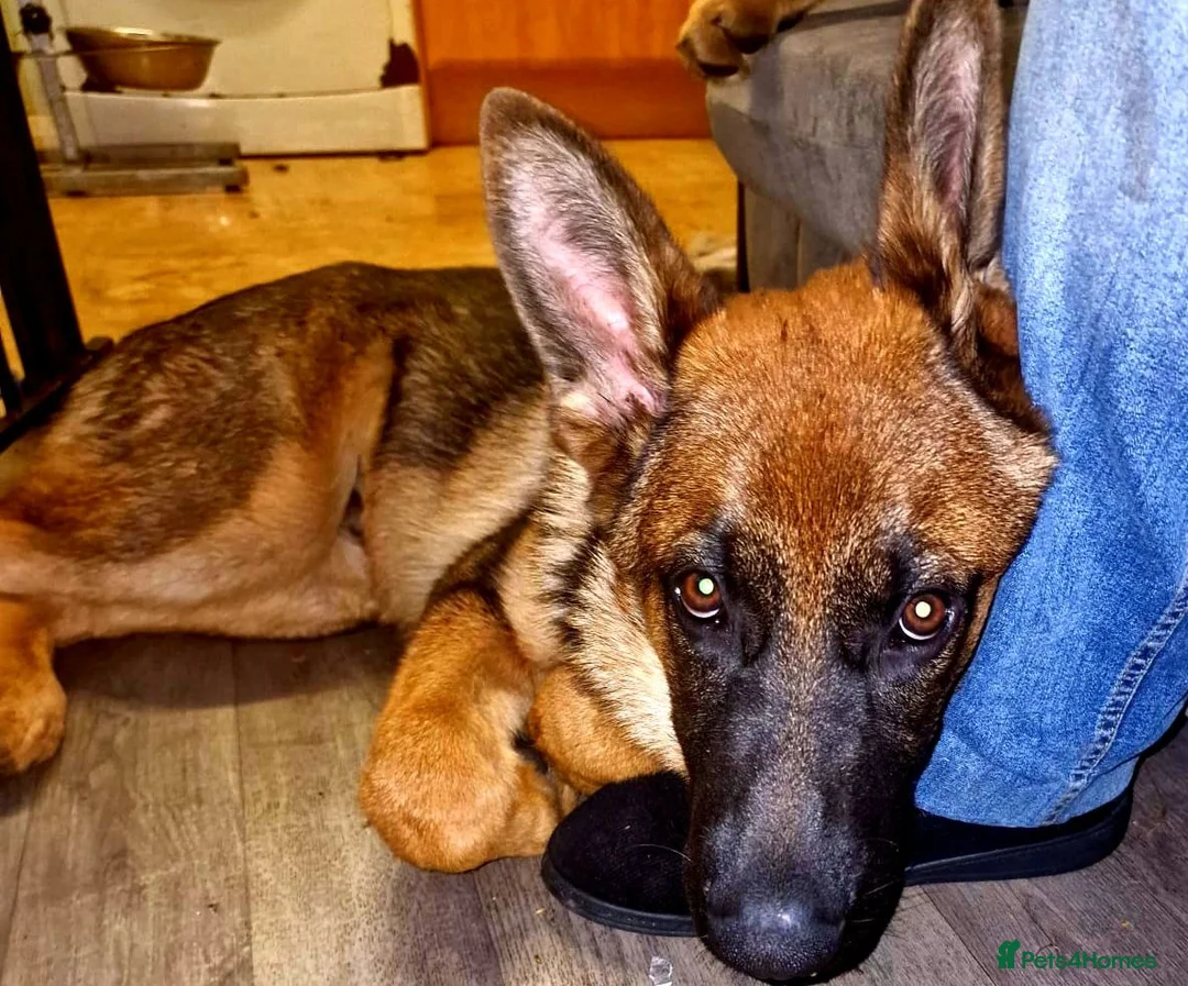 German Shepherd dogs for sale: German shepherd for sale - Advert 2
