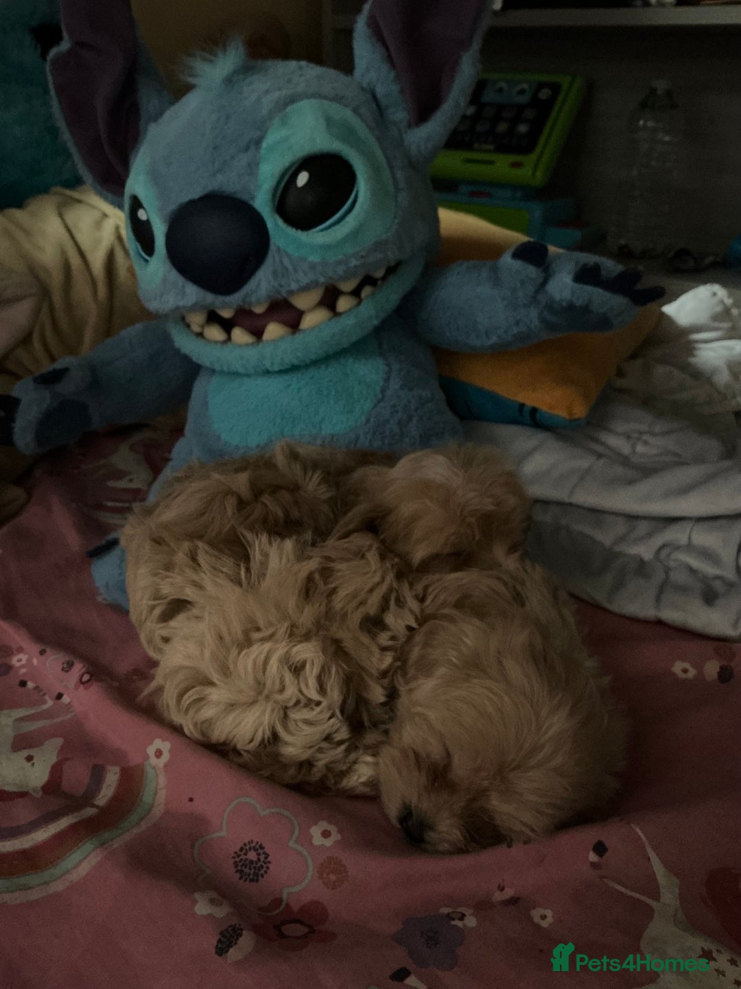Maltipoo dogs for sale: Maltipoo Pups Ready 1st Nov - 2 BOYS! - Image 5