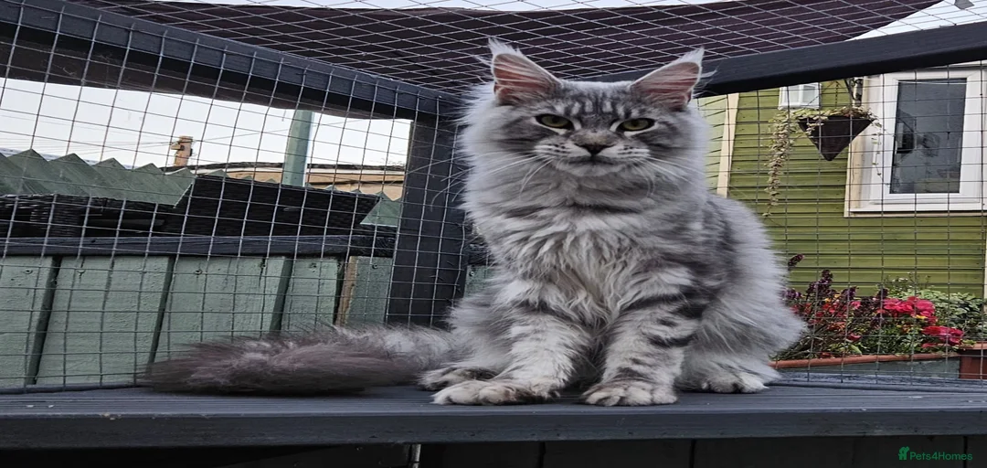 Gallery Image {{count}}