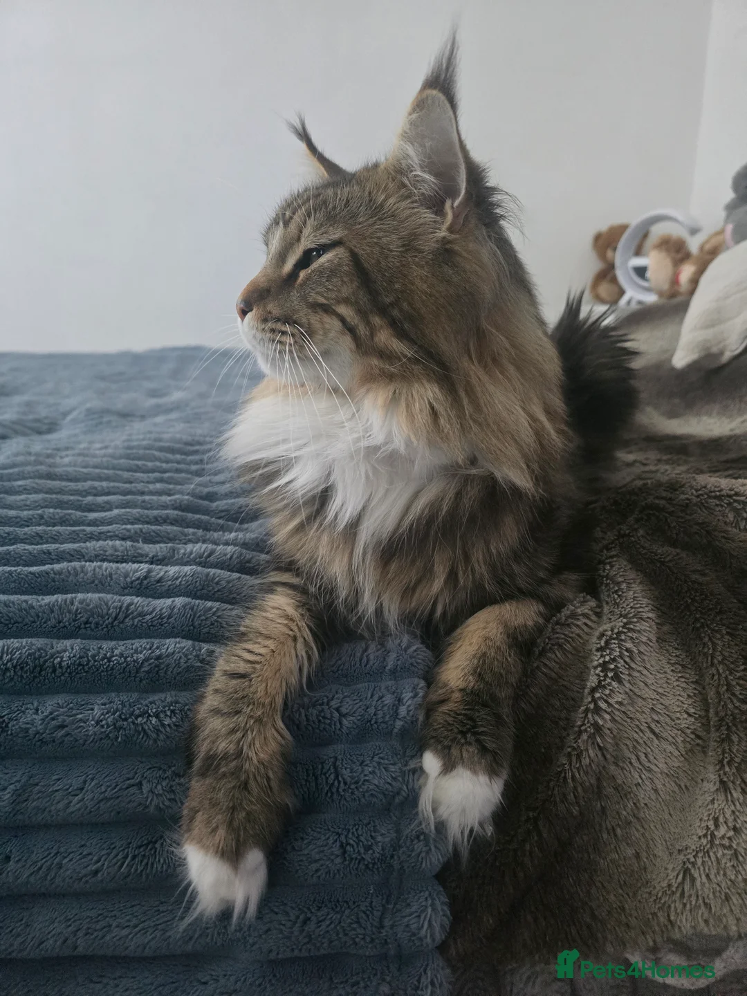 Maine Coon cats for sale: 5 adorable maine coon kittens - Advert 11