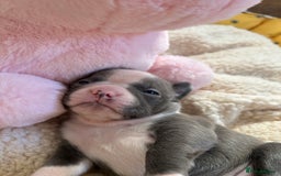Boston Terrier dogs for sale: Stunning KC registered litter - Image 18