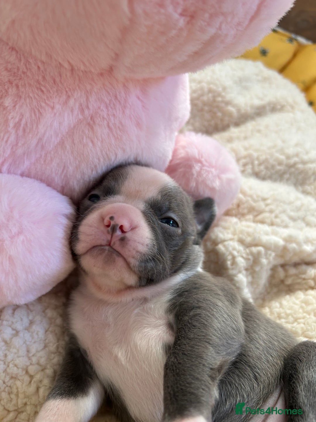 Boston Terrier dogs for sale: Stunning KC registered litter - Image 18