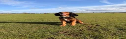 Mixed Breed dogs for stud: Proven Sprocker Spaniel For Stud - Advert 3