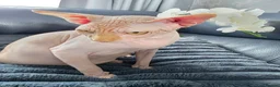Sphynx cats for sale: Affectionate Sphynx Boy Jerry Looking Loving Home - Advert 9