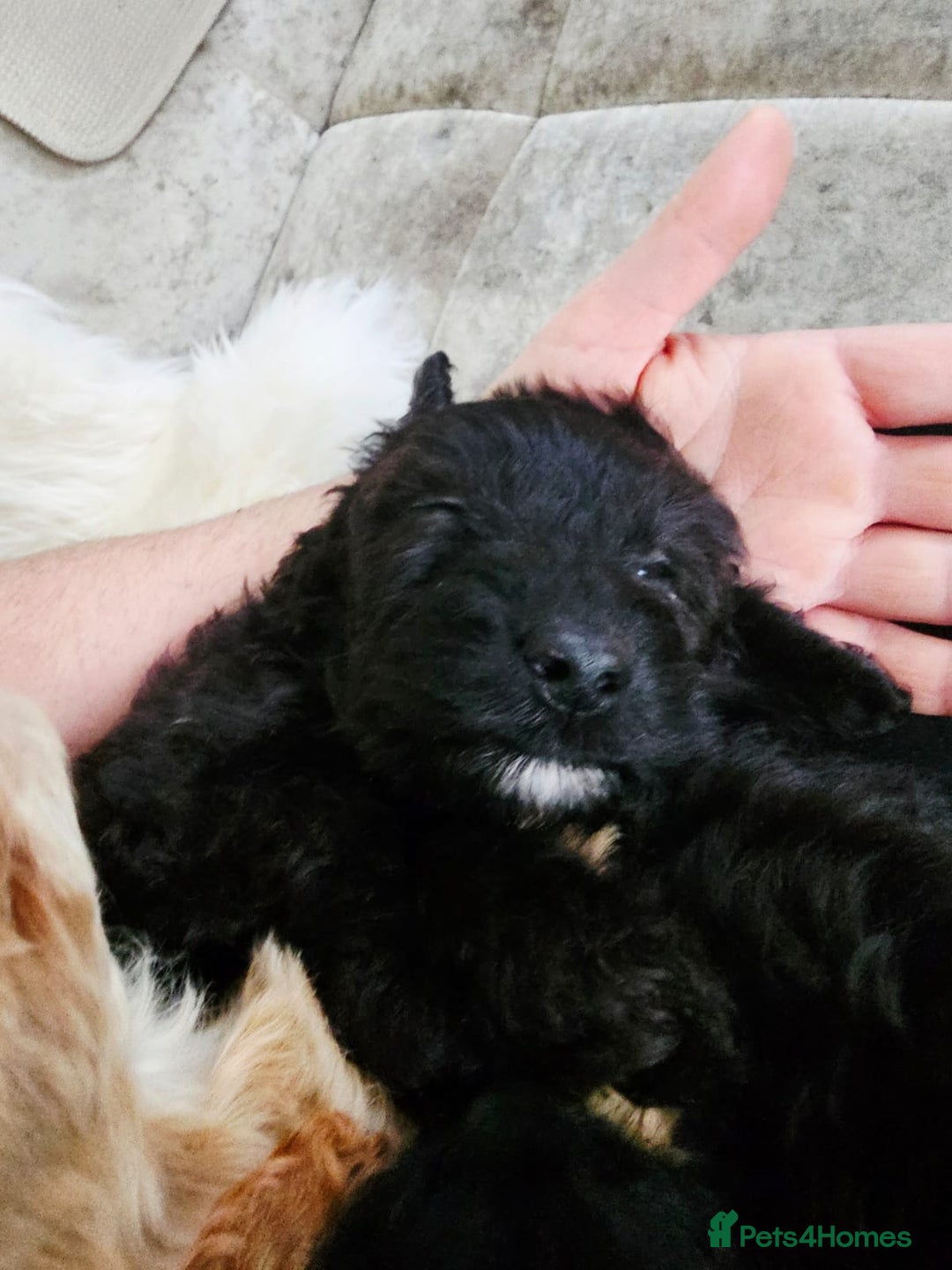 Cockapoo dogs for sale: F1B COCKAPOO 3 puppies 2 boys 1 girl available  - Advert 9