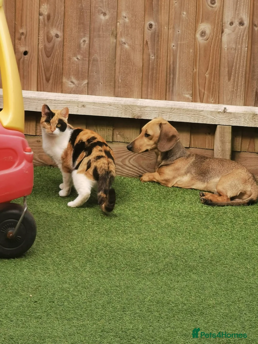 Miniature Dachshund dogs for sale: Older puppy miniature dachshund  in Bournemouth - Advert 5