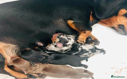 Miniature Dachshund dogs for sale: Gorgeous KC Miniature Dachshunds  - Image 11