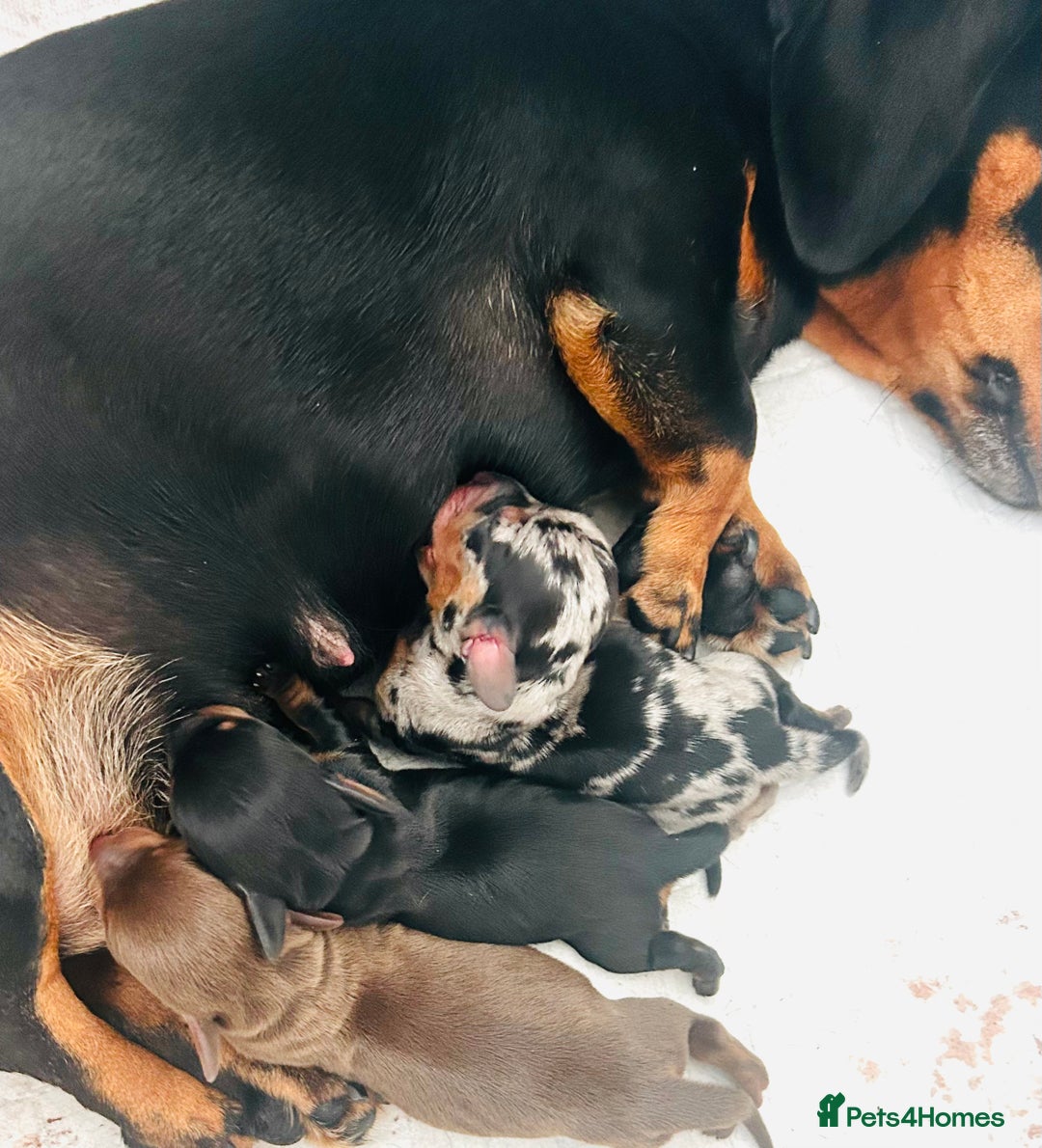 Miniature Dachshund dogs for sale: Gorgeous KC Miniature Dachshunds  - Image 11