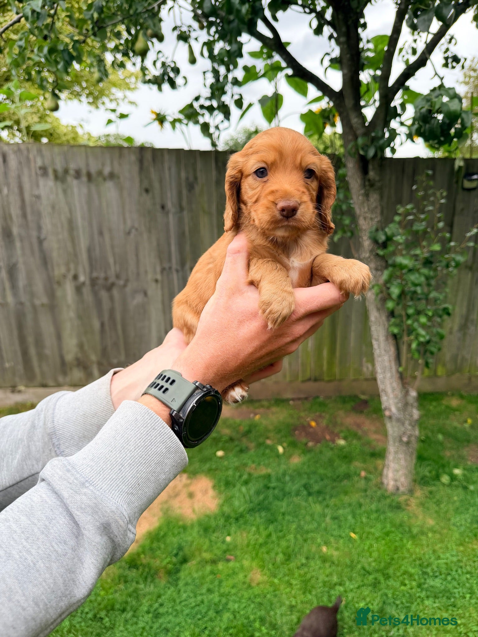 Cocker Spaniel dogs OFTW sired exceptionally well bred working cocker  - Advert 2