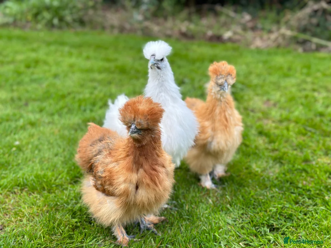 Chickens poultry for sale: Bantams and Pekins for Sale - Advert 2