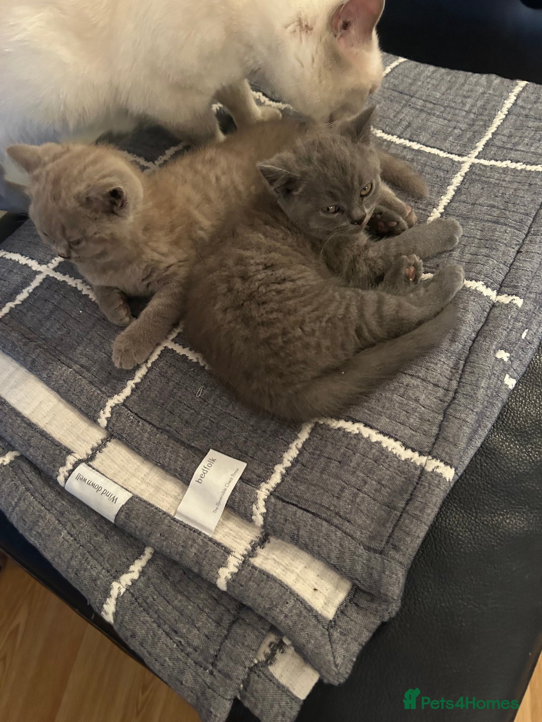 British Shorthair cats for sale: British Shorthair kittens Lilac & Blue  - Image 8