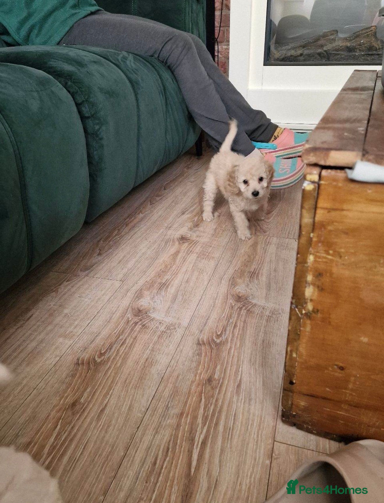 Cockapoo dogs for sale: Beautiful Toy Poodle x Cockapoo Girl - 9 Weeks Old - Advert 6