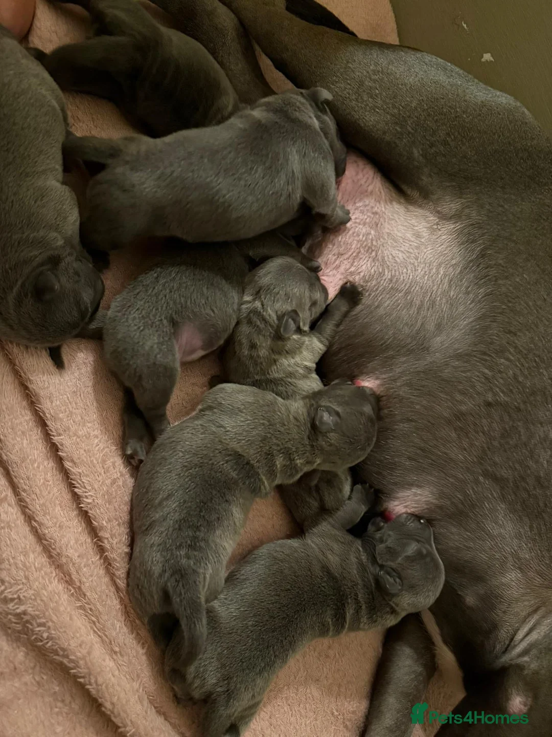 Staffordshire Bull Terrier dogs for sale: SUPERIOR BLUE STAFFORDSHIRE BULL TERRIER PUPS  - Advert 23