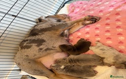 English Bulldog dogs for sale: English Bulldog Puppies Looking for Loving Homes🐶 - Image 3