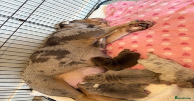 English Bulldog dogs - Advert 4