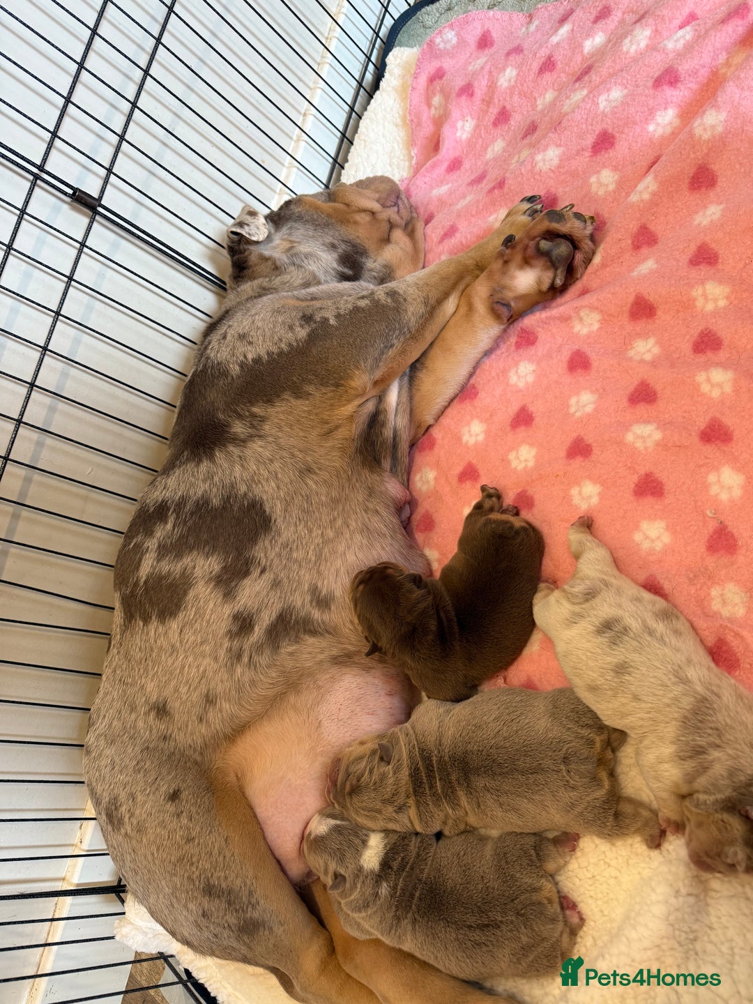 English Bulldog dogs for sale: English Bulldog Puppies Looking for Loving Homes🐶 - Image 3