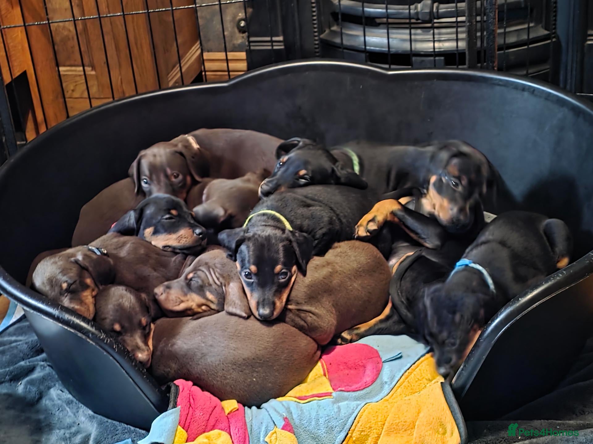 Dobermann dogs Doberman puppies - Advert 3