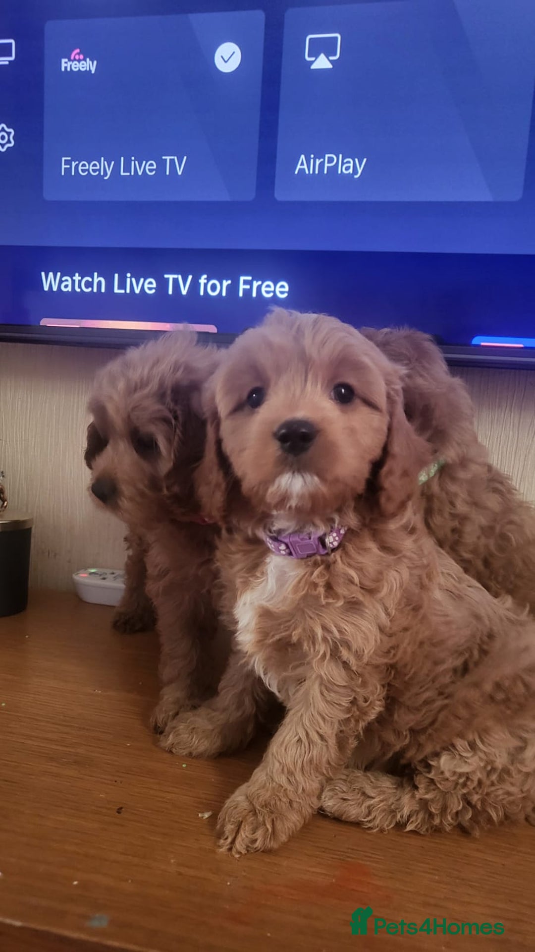 Cavapoo dogs for sale: Exquisite F1 Cavapoo Puppies - Advert 7