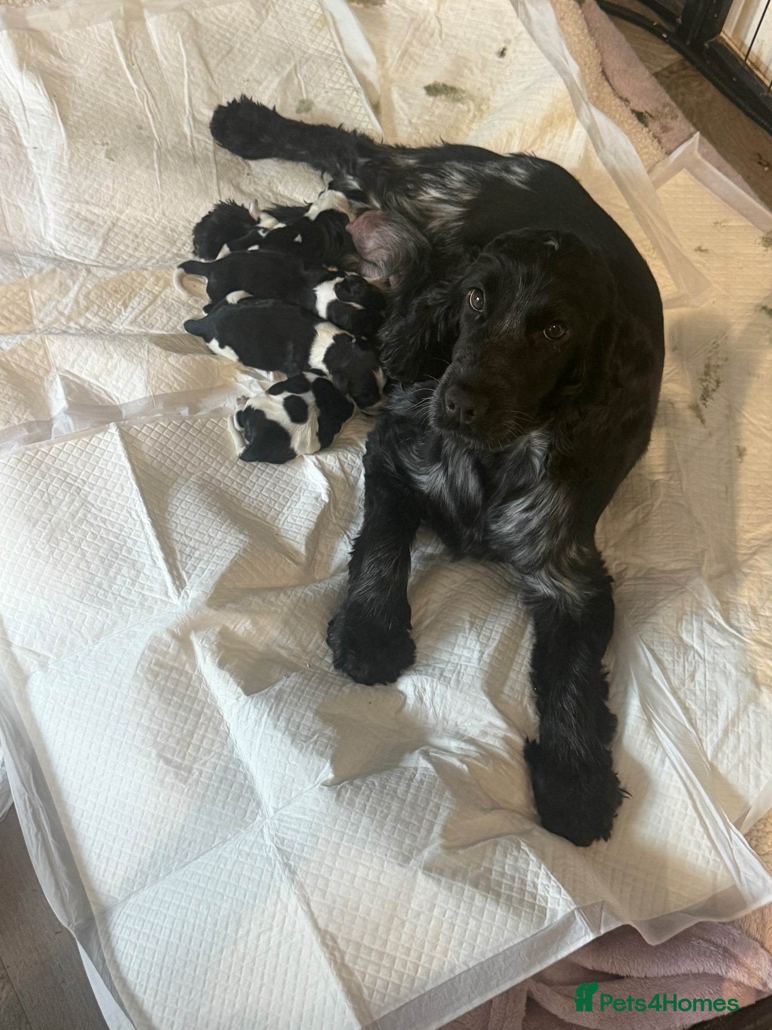 Cocker Spaniel dogs Beautiful blue roan cocker spaniel show puppies  - Advert 9