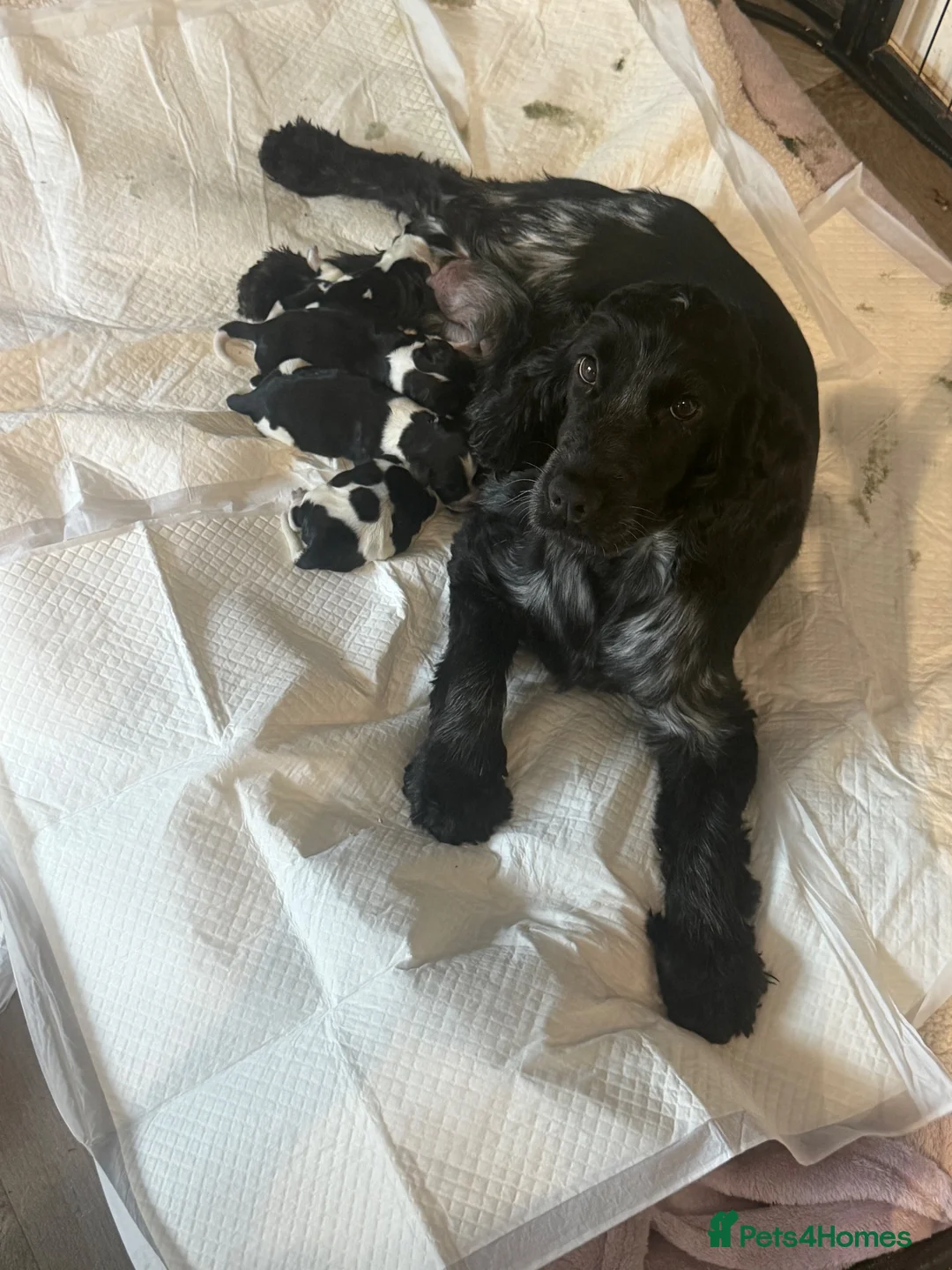 Cocker Spaniel dogs for sale: Beautiful blue roan cocker spaniel show puppies  - Advert 1