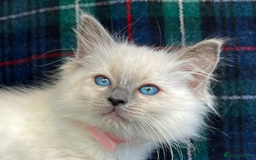 Ragdoll cats for sale: Ragdoll Kitten GCCF, ready now. - Image 26
