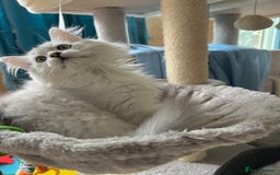 British Longhair cats for sale: READY NOW ‼️🏆British Longhair Boy.GCCF  - Image 12