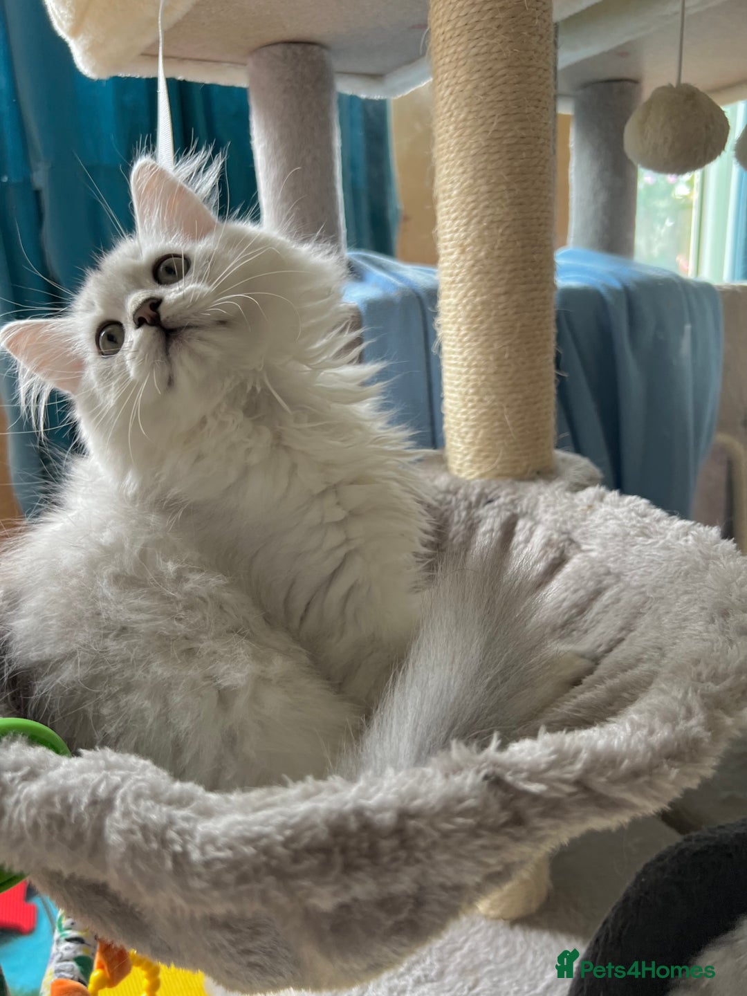British Longhair cats for sale: READY NOW ‼️🏆British Longhair Boy.GCCF  - Image 12