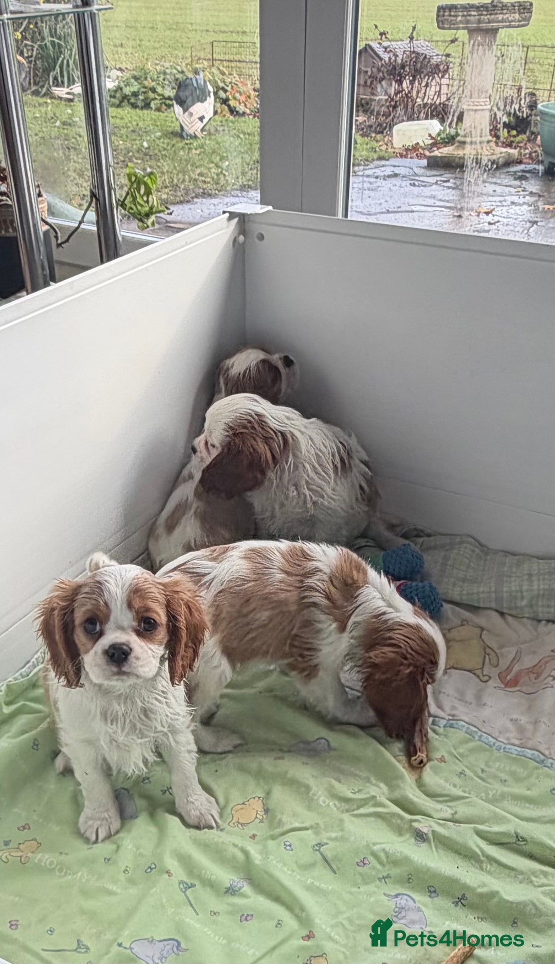 Cavalier King Charles Spaniel dogs for sale: Kc registered cavalier king charles puppies - Advert 26