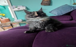 Maine Coon cats for sale: Beautiful Pedigree Maine Coon kittens  - Image 6