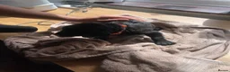 Labrador Retriever dogs for sale: Purebred Black Labrador - Advert 12