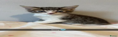 Bengal 3