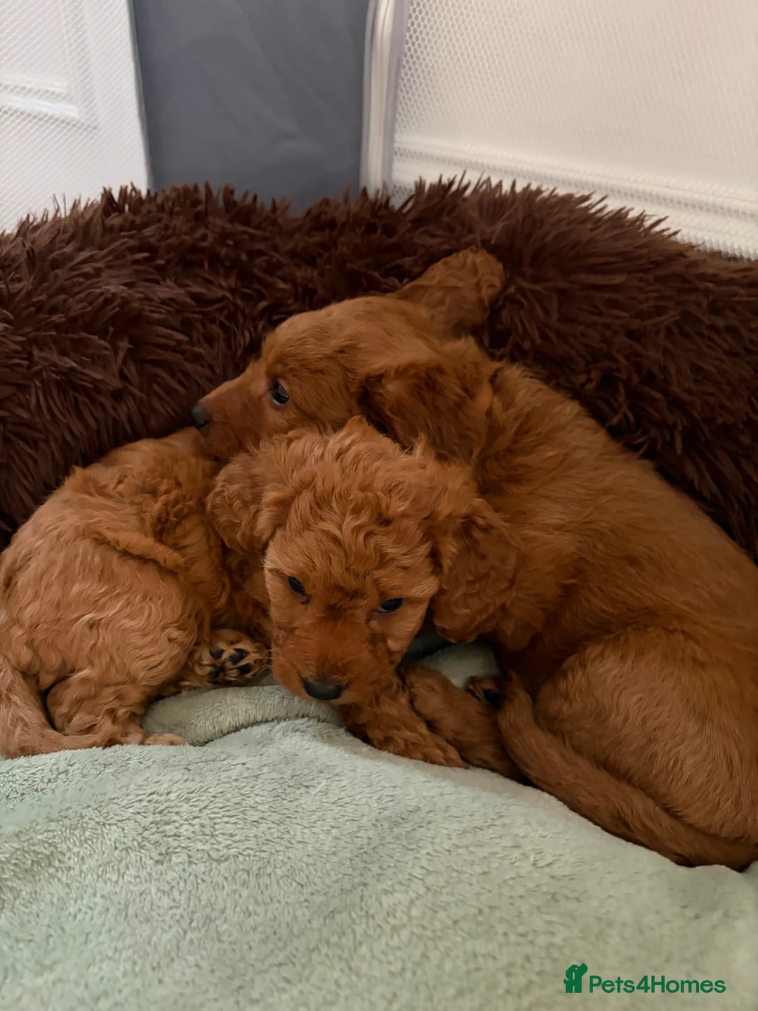 Labradoodle dogs for sale: Gorgeous Fox Red Miniature Labradoodle F1b Puppies in Dorchester - Advert 14