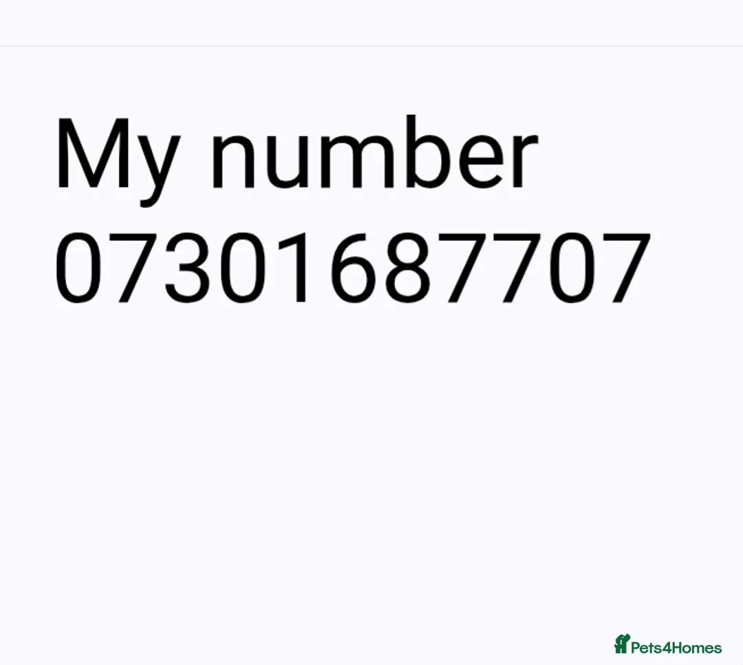 Toy Poodle dogs for sale: BEAUTIFULL TINY KC FULL PEDIGREE TOY POODLES* - Advert 20