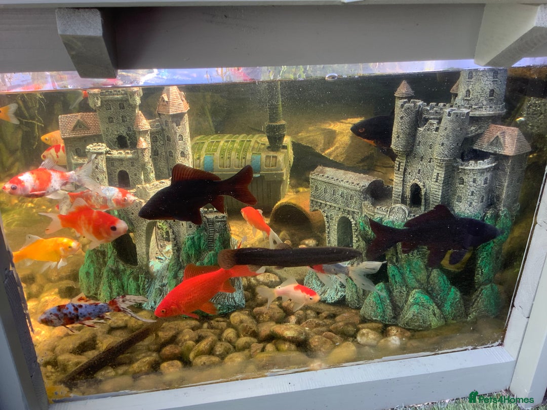 Pond Fish fish for sale: Pond fish - Image 2
