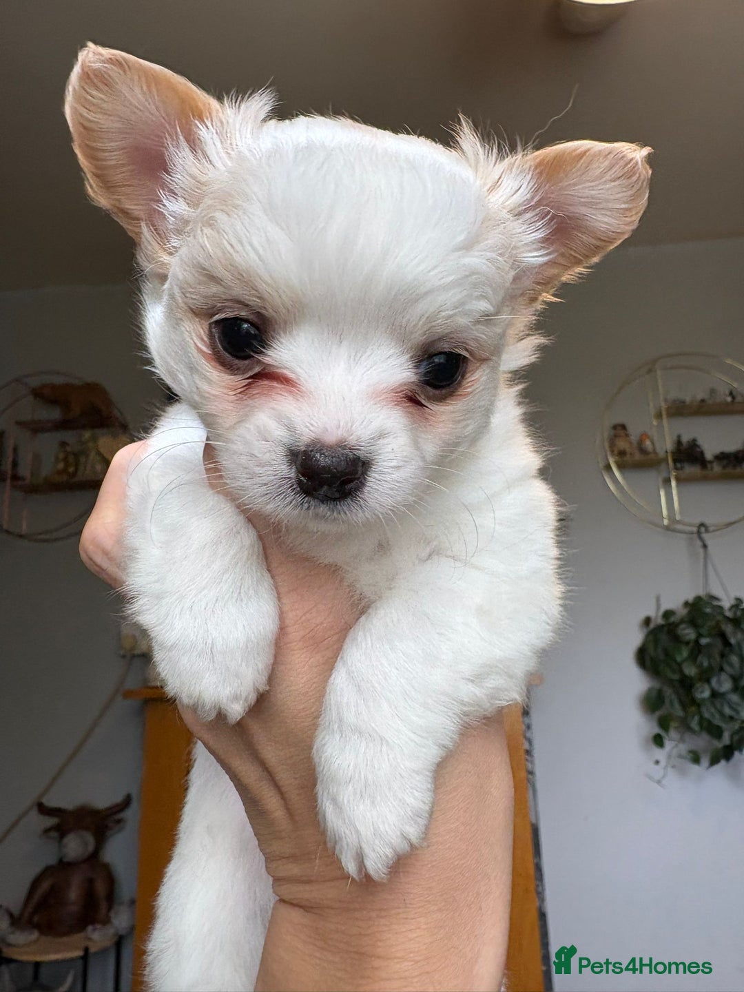 Chihuahua dogs for sale: Chihuahua Puppies - Image 3