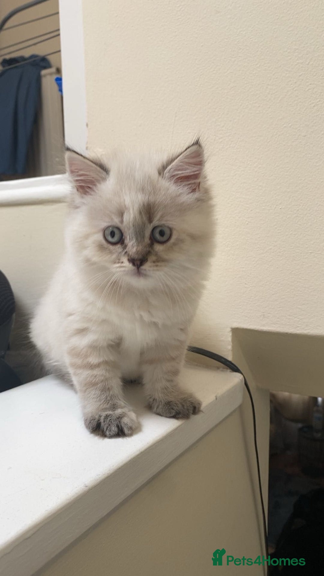 Mixed Breed cats for sale: Sukkar Sukkar Ragdoll x British short hair mix - Image 1