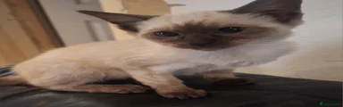 Siamese 3